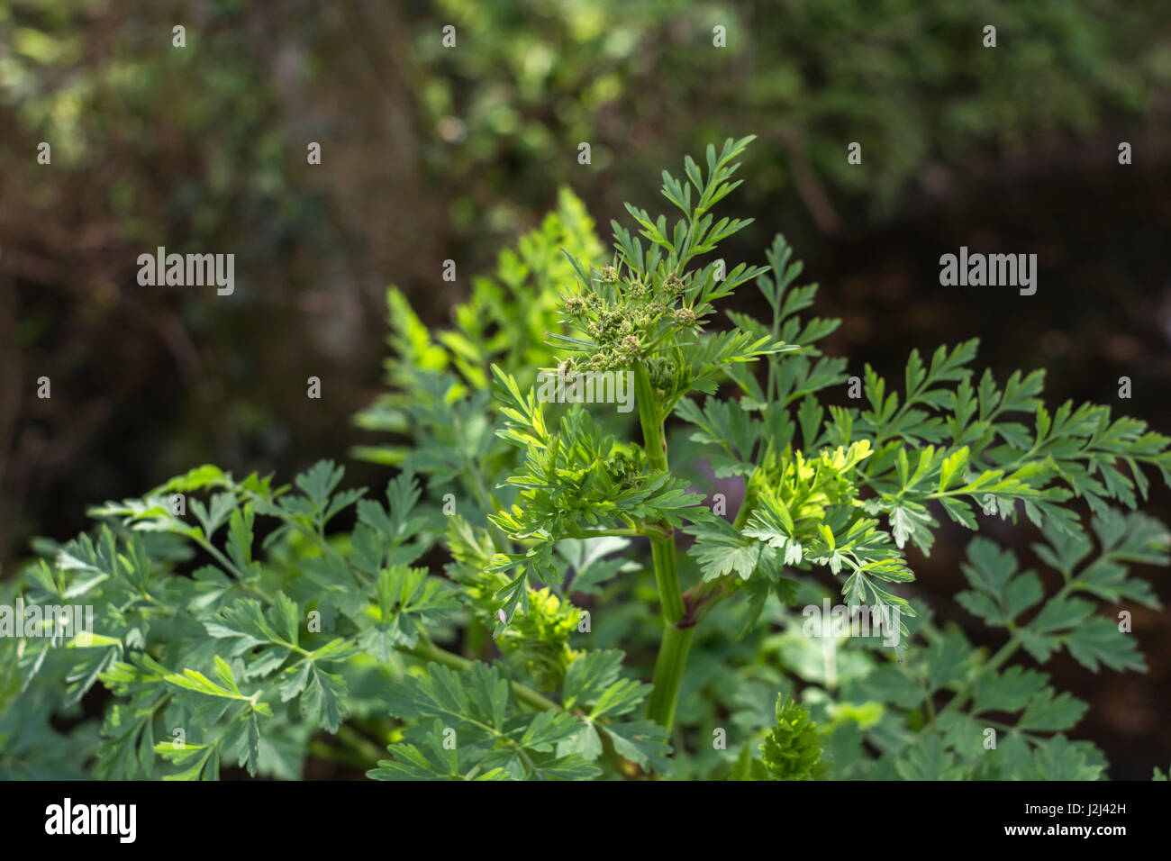 Hemlock waterdropwort / Oenanthe crocata young preflowering foliage
