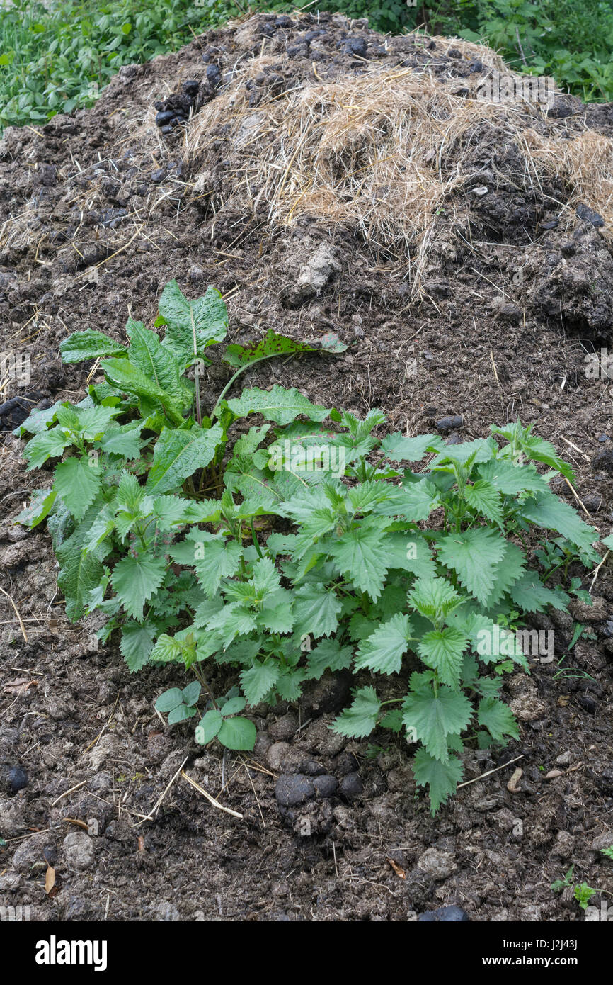 Common Stinging Nettle / Urtica dioica and Broad-leaved Docks / Rumex obtusifolius seen on a muck heap. Both plants like rich soils. Stock Photo