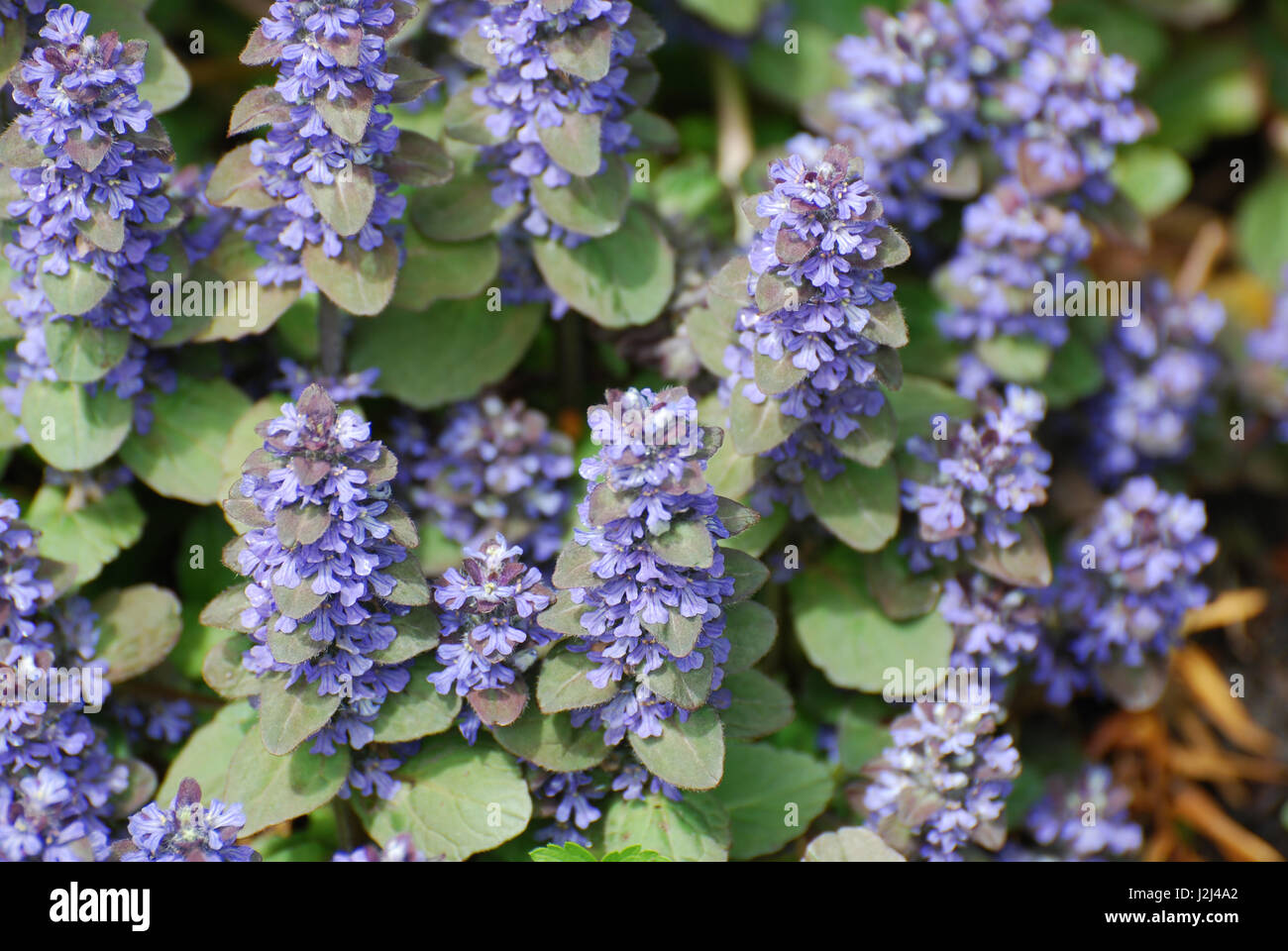 Flowering ajuga ground cover in a garden Stock Photo Alamy