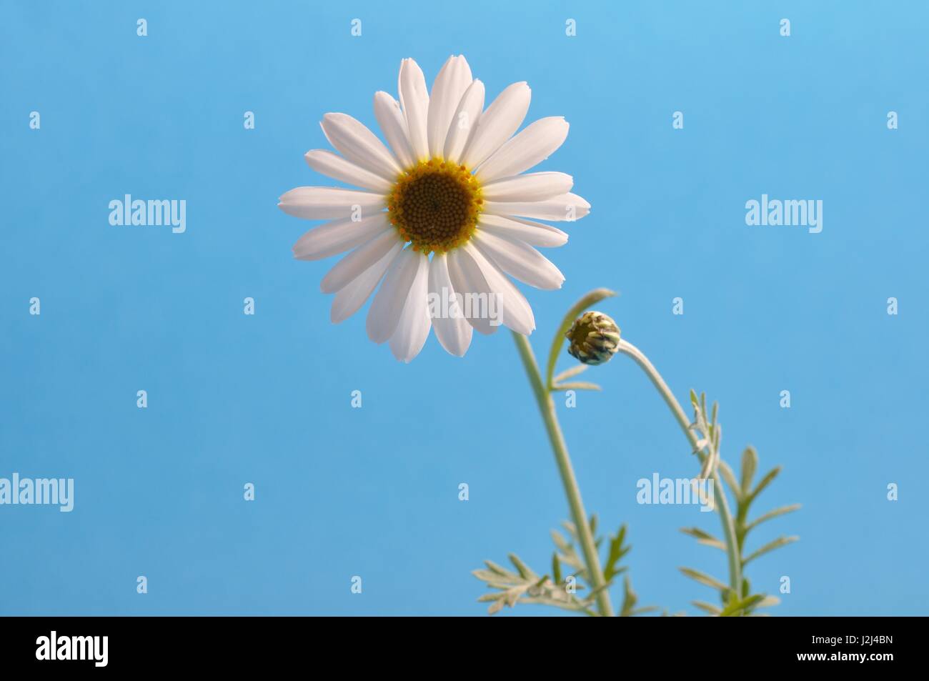 Stella in Daisy White main image 1