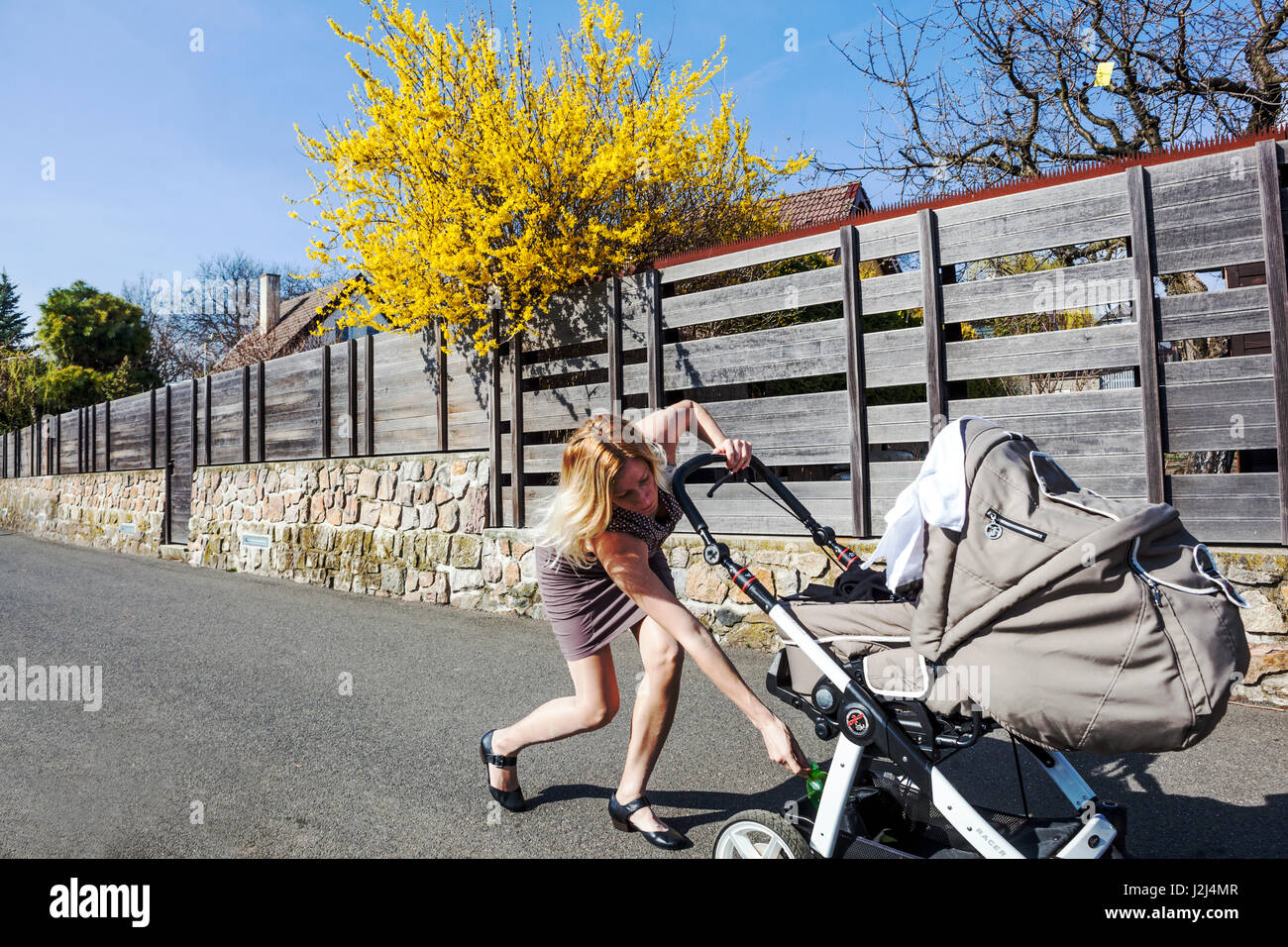 Mother on the walk Baby Stroller Cart Woman pushing pram Strolling Pram Walking woman in hurry stroll Spring Sunny day Forsythia Plant fence Leisure Stock Photo