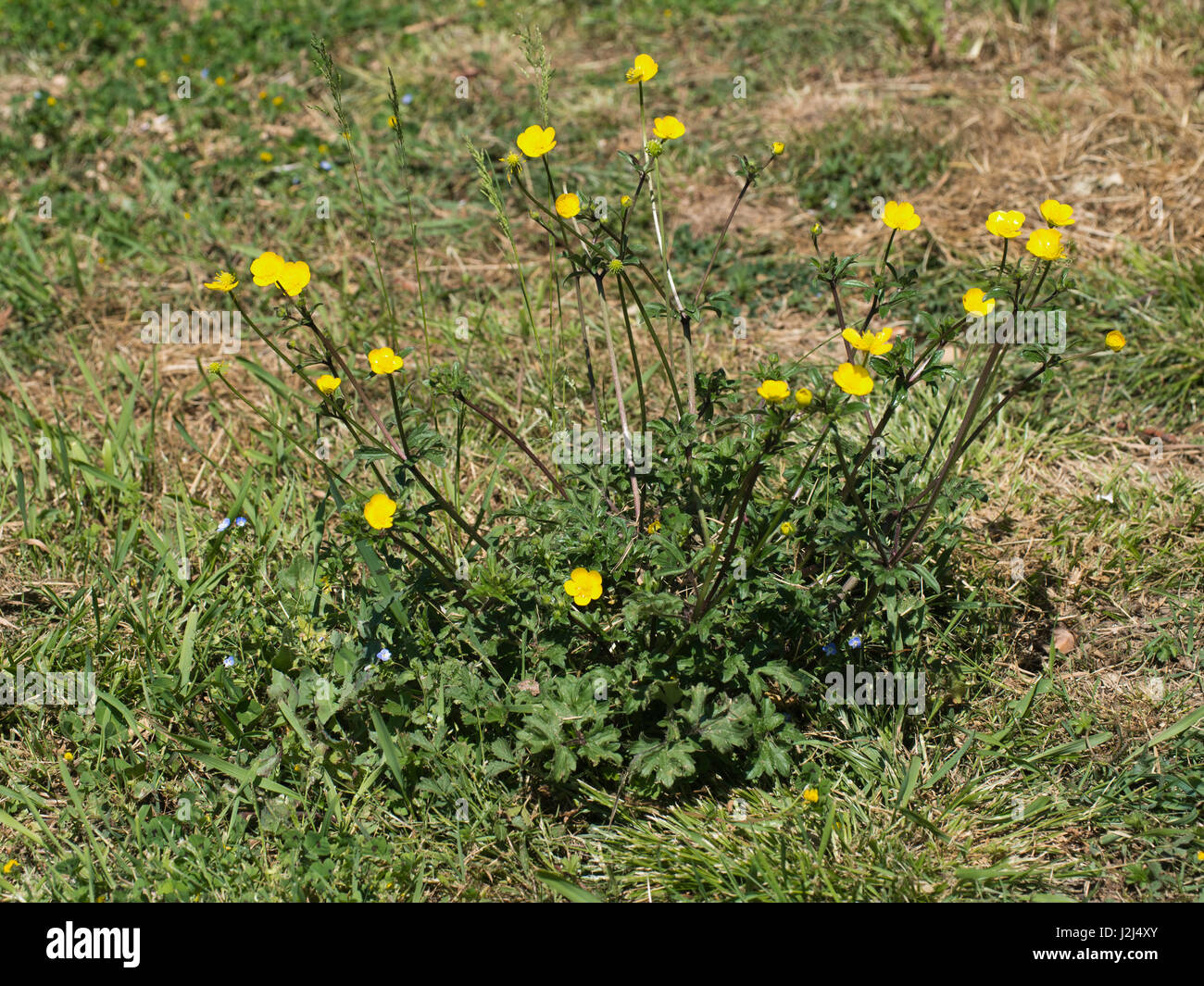 Spring wild flower. Clump of buttercups. Garden weed Stock Photo Alamy