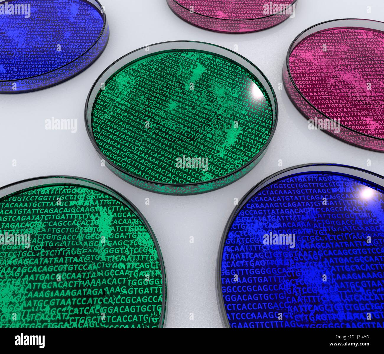 Conceptual image of cultures in petri dishes containing genetic material. Computer artwork. Stock Photo