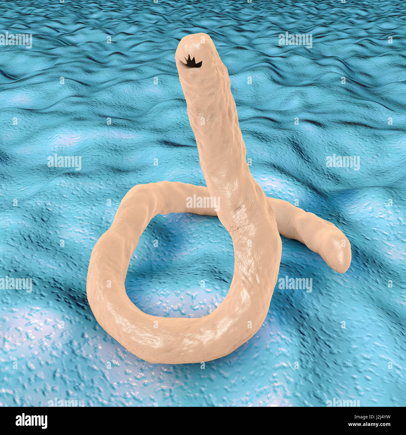 Computer illustration of the parasitic hookworm Ancylostoma duodenale. This is one of the commonest causes of hookworm infestation in humans, particularly in sub-tropical regions such as North Africa and India. The worm's head contains several tooth-like Stock Photo
