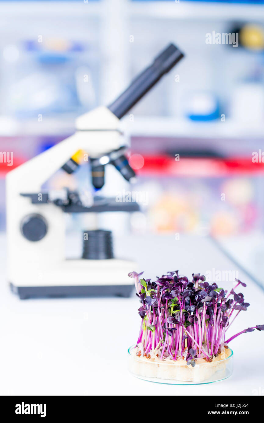 Plants in petri dish with microscope Stock Photo - Alamy