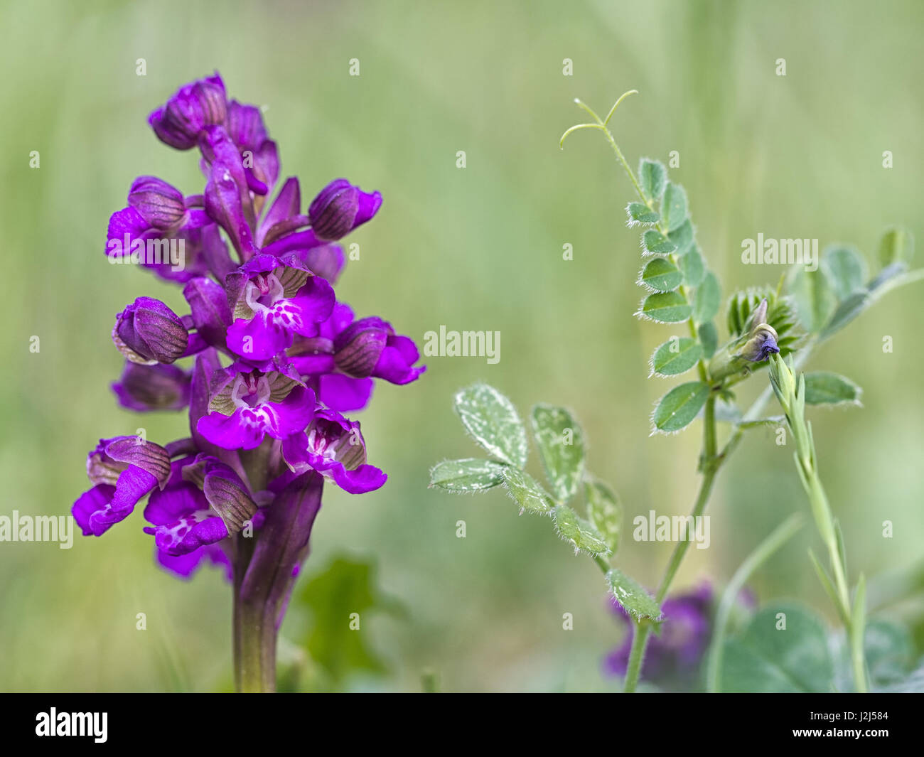 Aka Orchis morio. Shown in habitat with vetch. Stock Photo