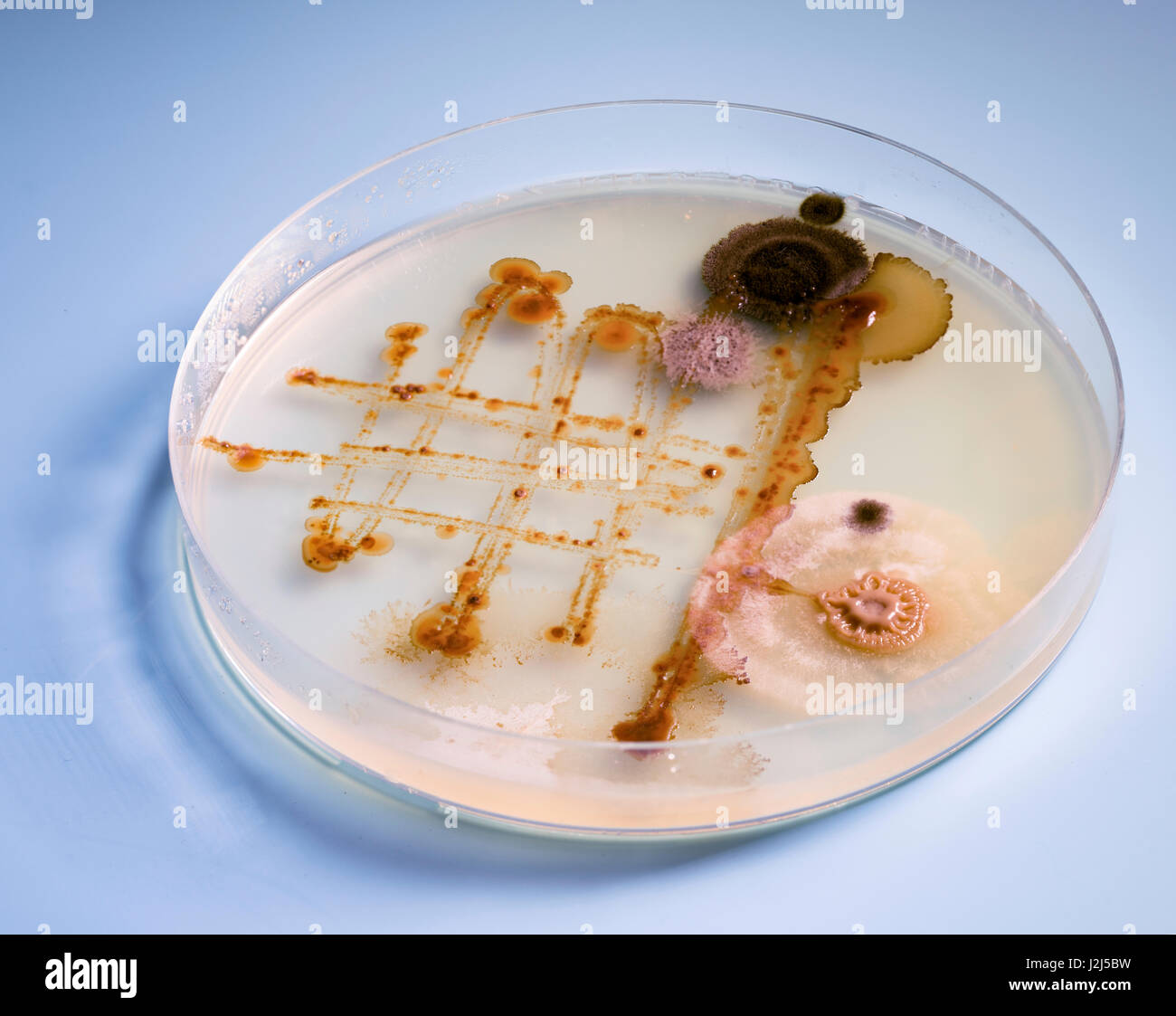 Petri dish with bacteria Stock Photo - Alamy