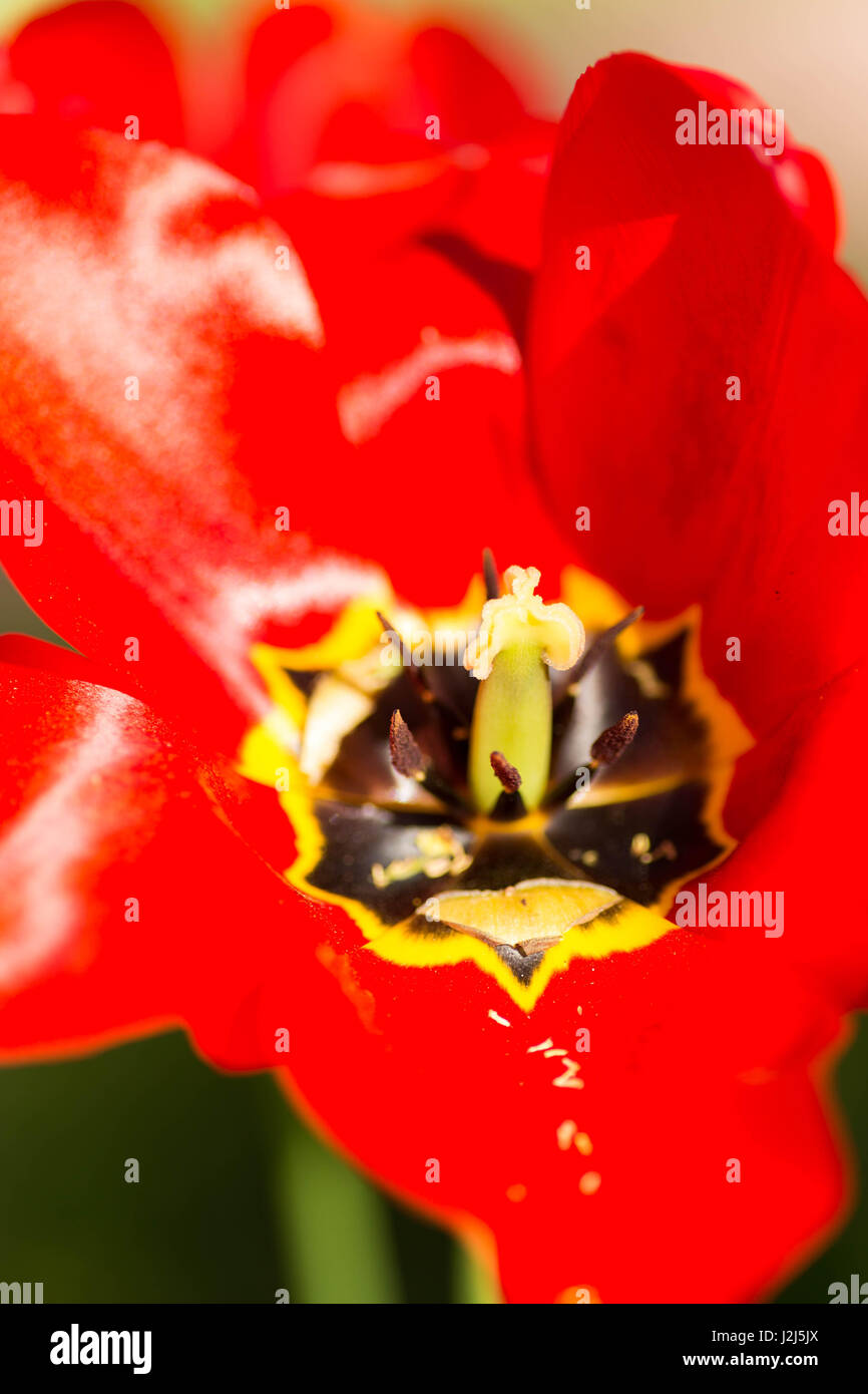 Close-ups photos of red tulip Stock Photo - Alamy