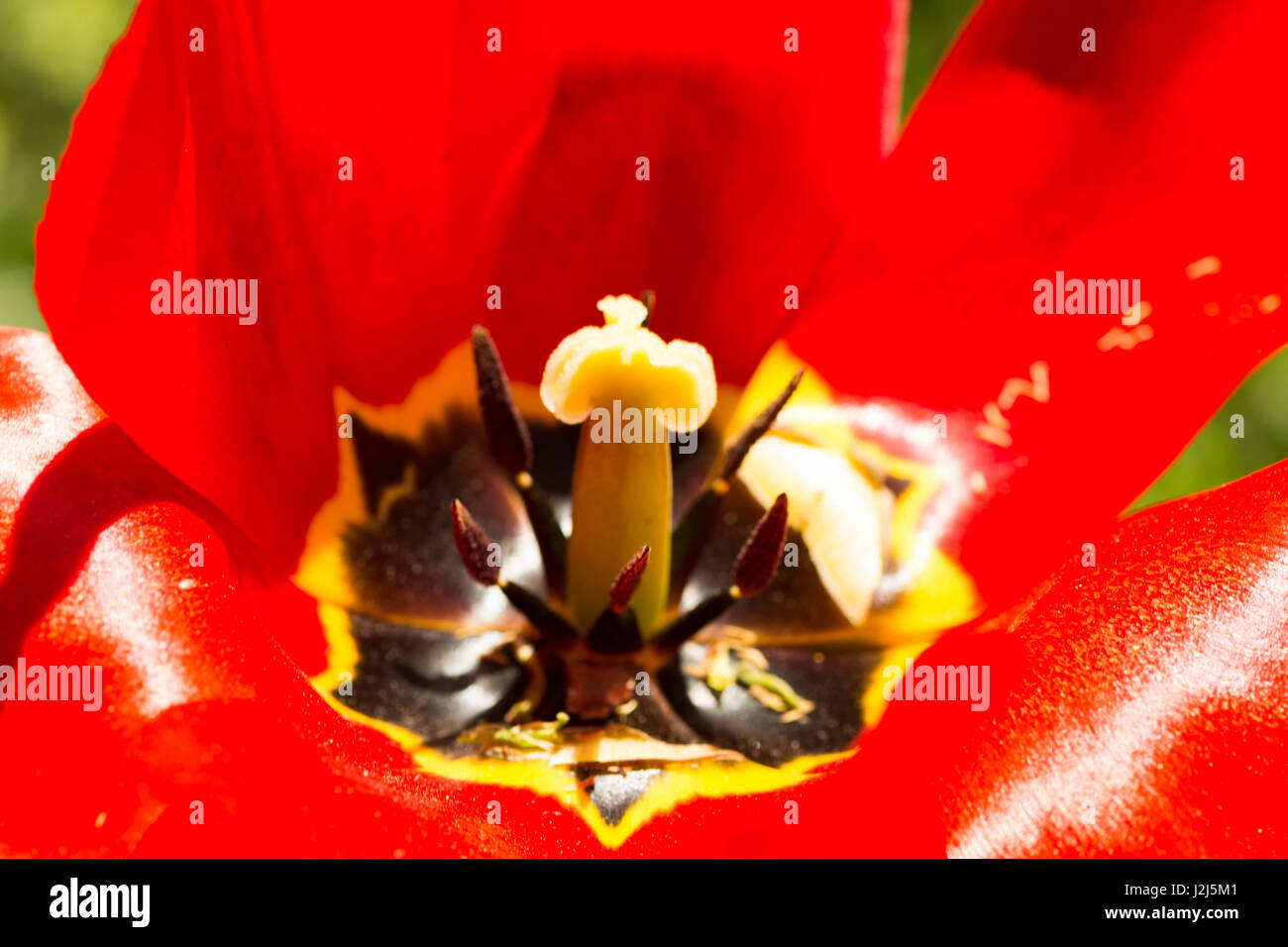 Close-ups photos of red tulip Stock Photo - Alamy