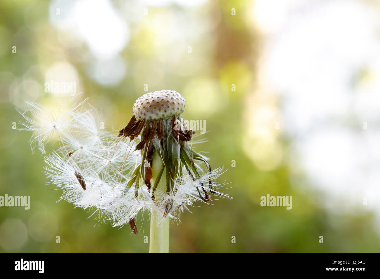 White flying seeds hi-res stock photography and images - Alamy