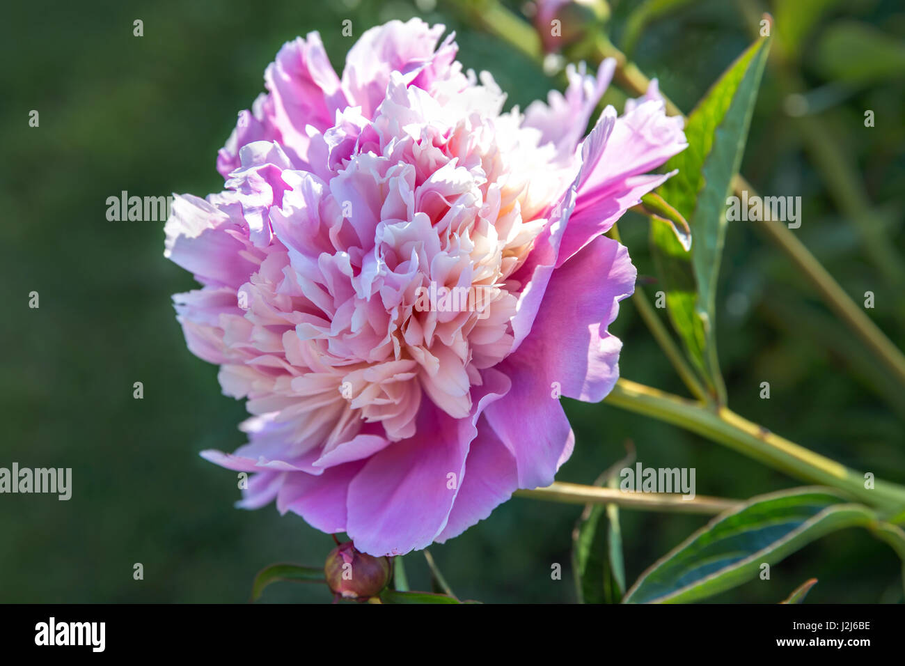 Romantic pink peonies in spring garden Stock Photo - Alamy