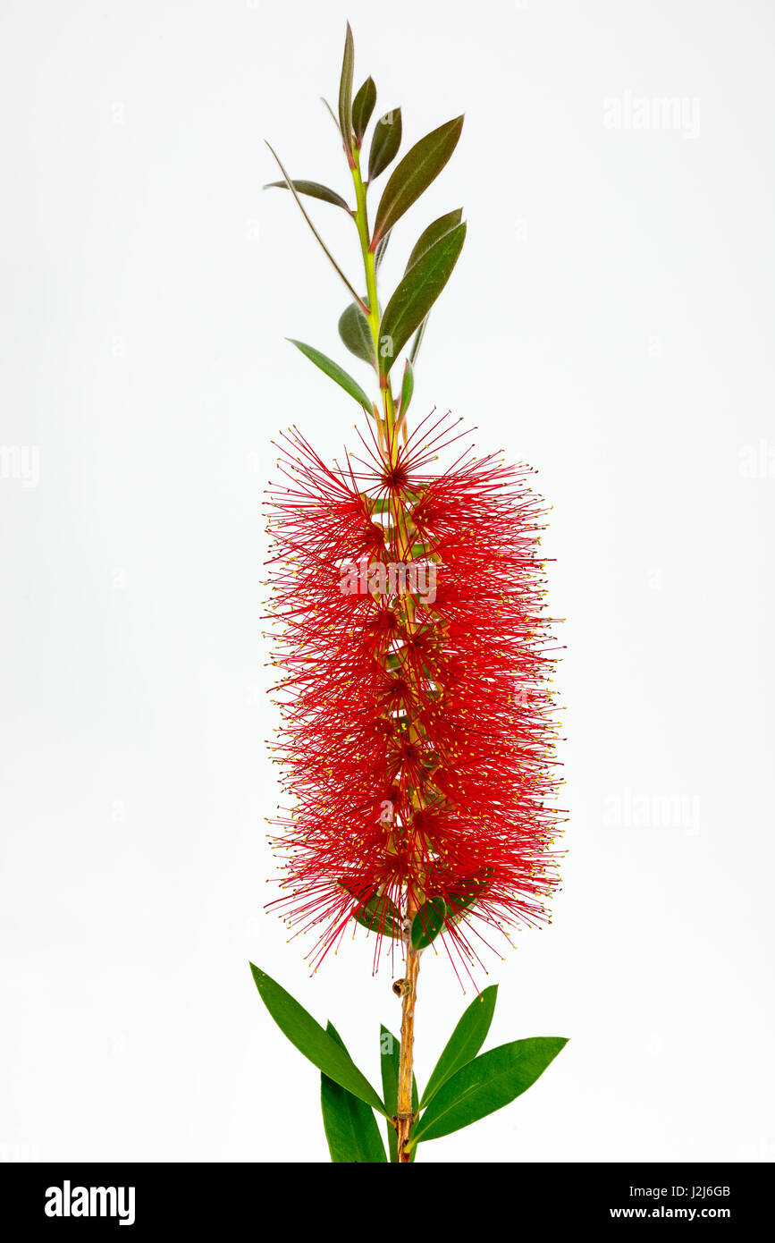 Still Portrait of a blooming Bottlebrush Plant Stock Photo Alamy