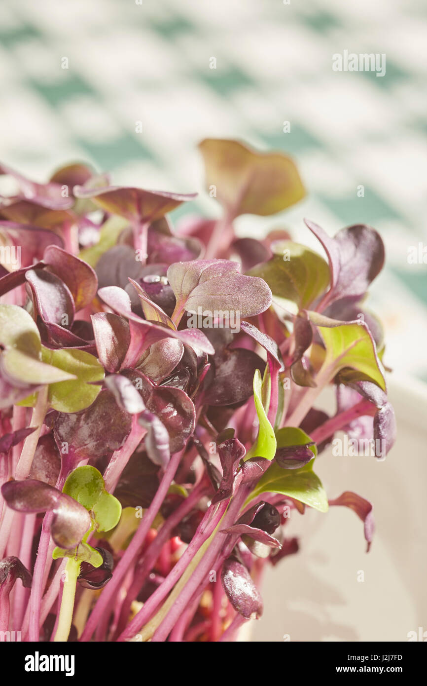 Sakura Cress, Japanesestyle red and green radish sprouts Stock Photo