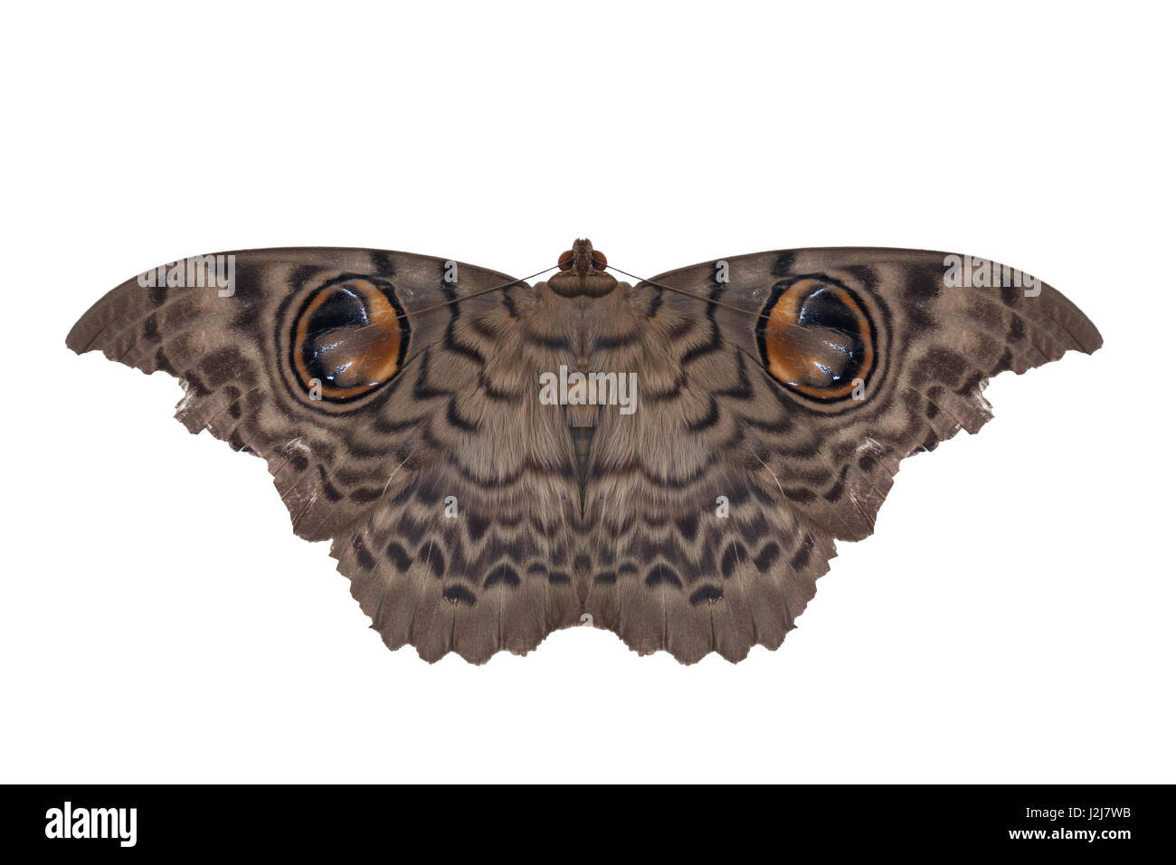 Moth butterfly, giant silk moth butterfly on white background Stock Photo