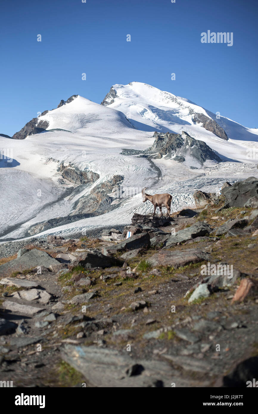 Capricorn in front of snowy mountain, Strahlhorn,  glacier, Switzerland, Saas Fee, hut, refuge, Capricorn, Stock Photo