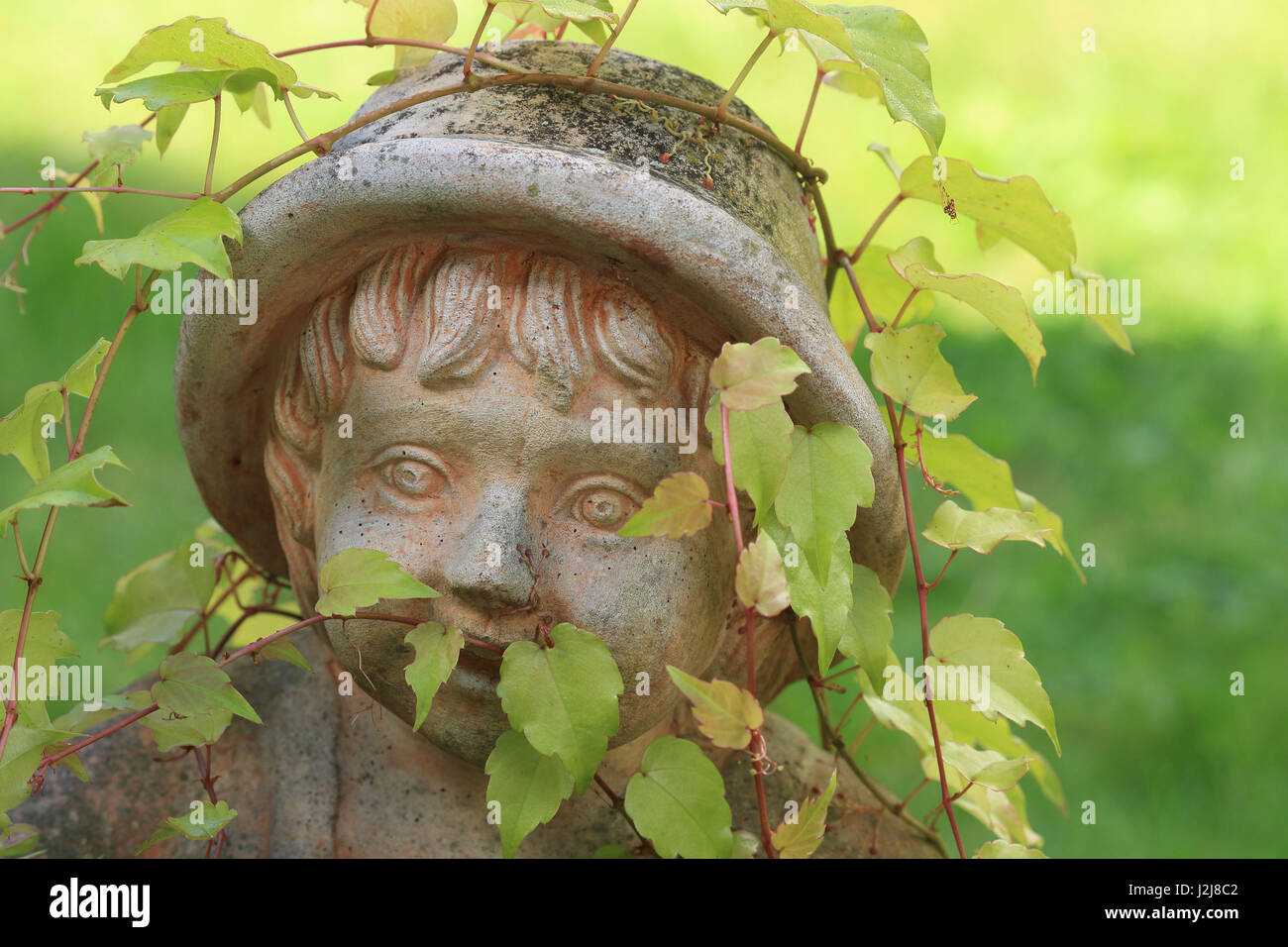 garden figure with Boston ivy, Vitis vinifera, Stock Photo
