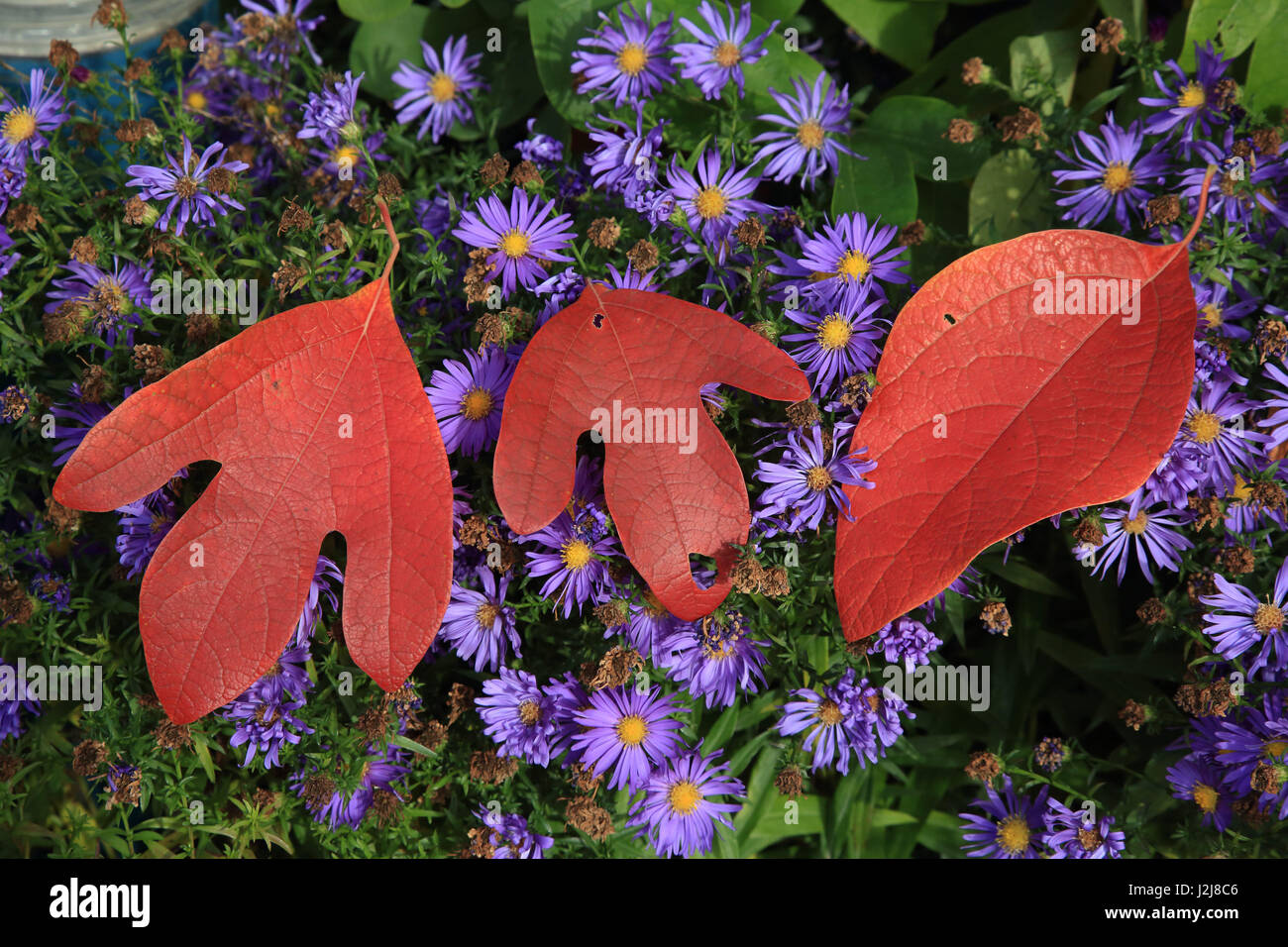 silky sassafras, Sassafras albidum, leaves, wild chrysanthemum Stock