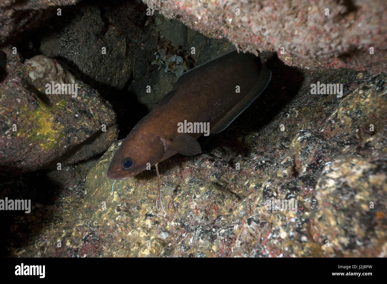 Forkbeard fish hi-res stock photography and images - Alamy