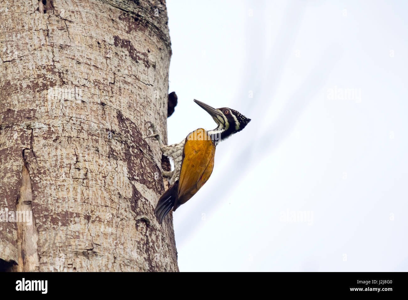 female greater flameback, Chrysocolaptes Lucidus, Kaeng Krachan, Petchaburi, Thailand Stock Photo