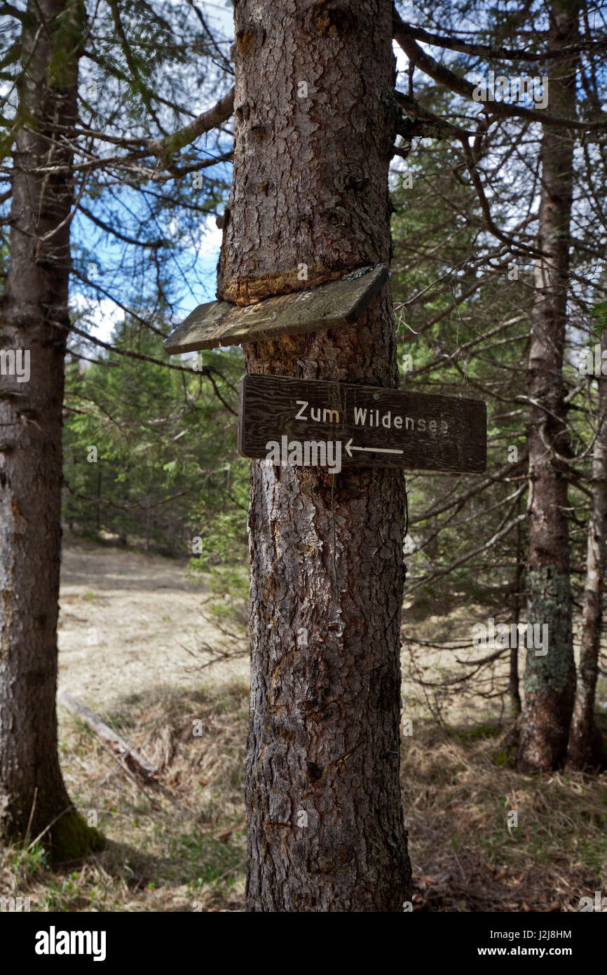Spruce Tree Sign old signs in the spruce trunk Stock Photo - Alamy