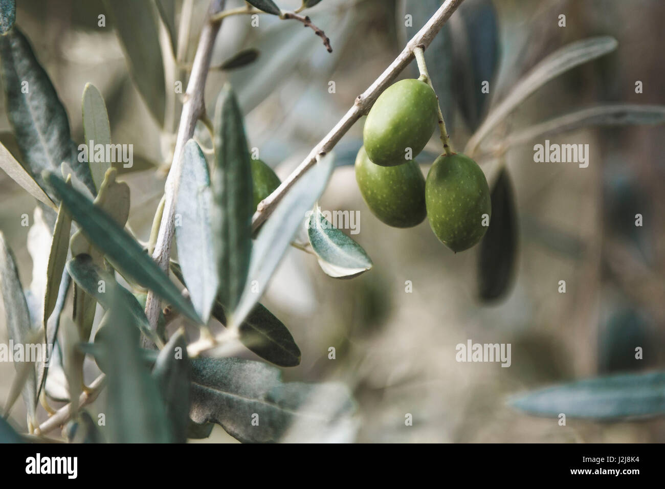 Real olive tree (Olea europaea) detailed views with mellow olives