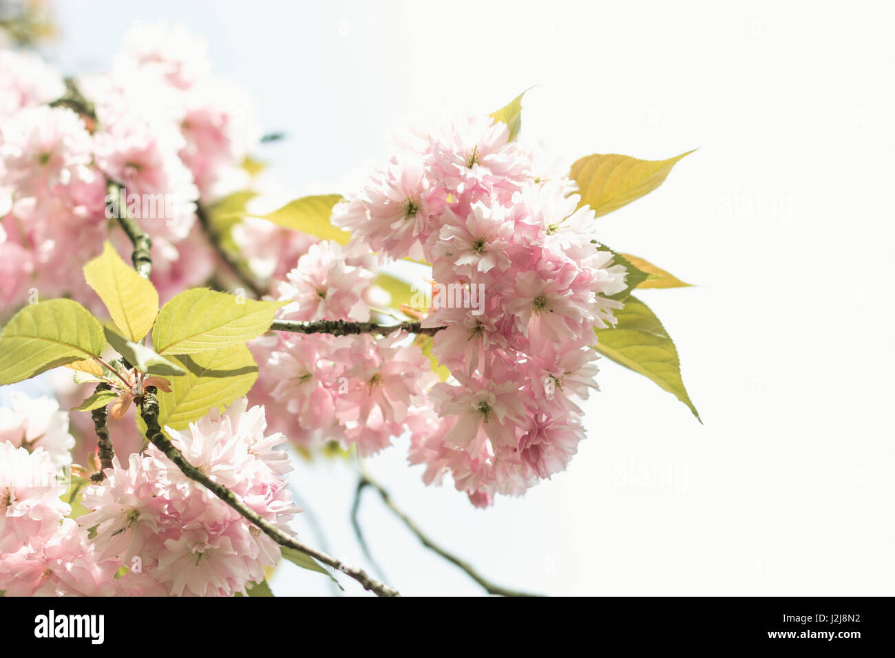 ornamental cherry tree blossoms in abundance on a branch. Stock Photo