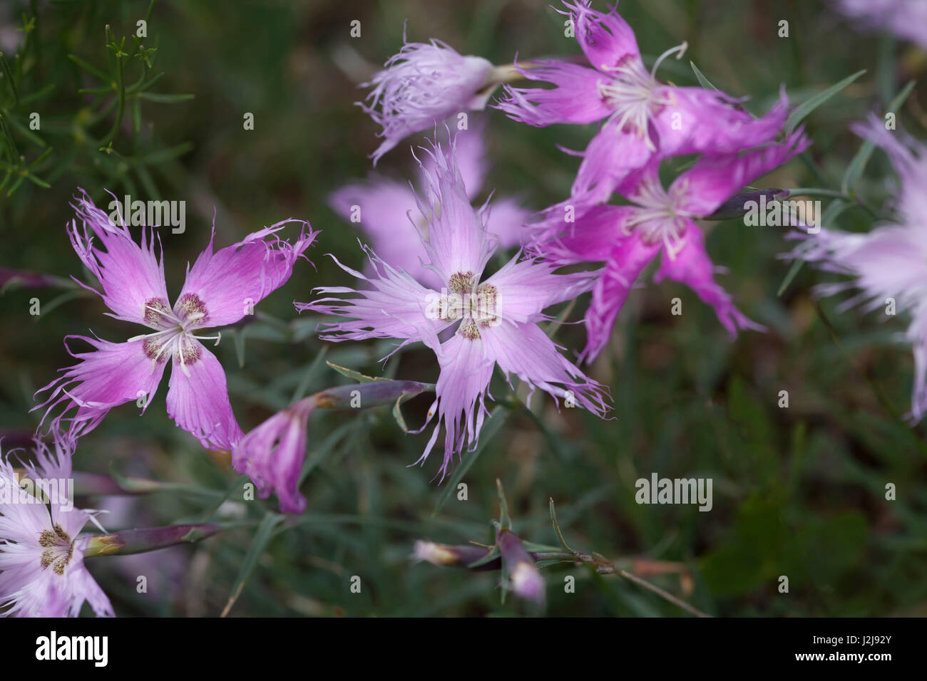 Alpine spring carnation Stock Photo
