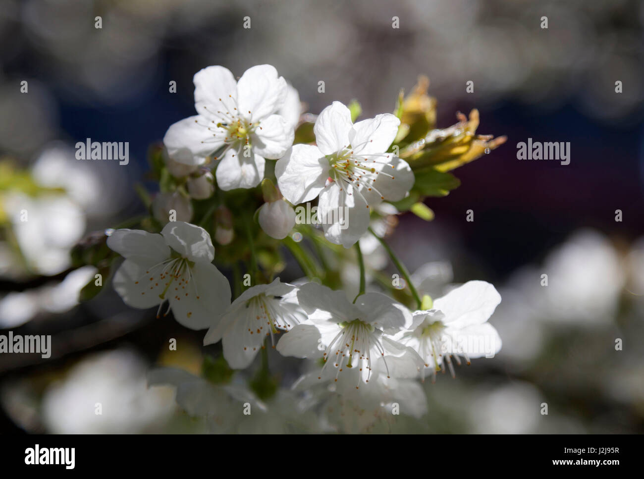Cherry flower, flower branch Stock Photo