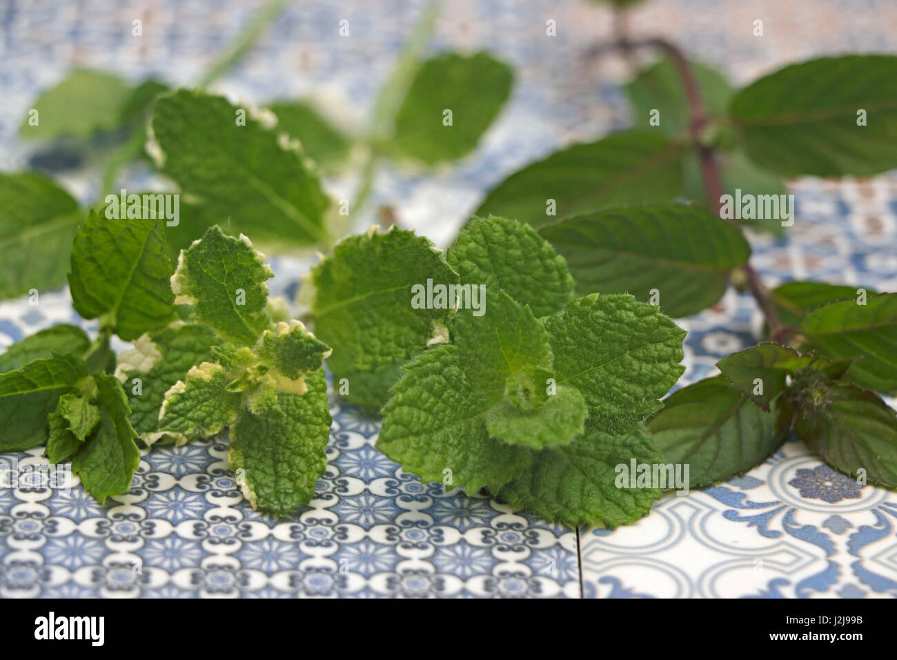 different mint sorts on blue tiles different Stock Photo