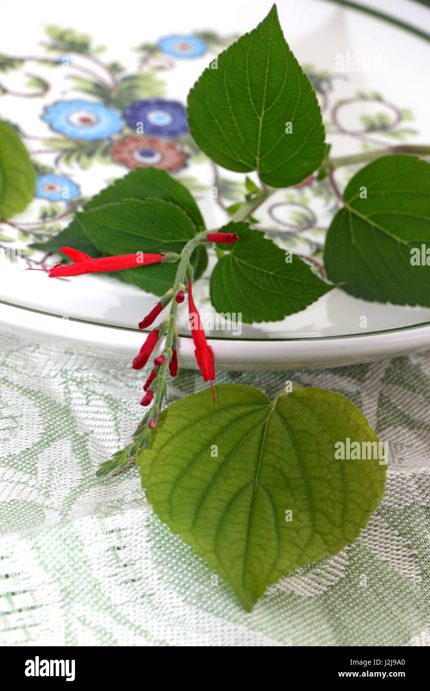 Honeydew melon sage on coloured plate Stock Photo - Alamy