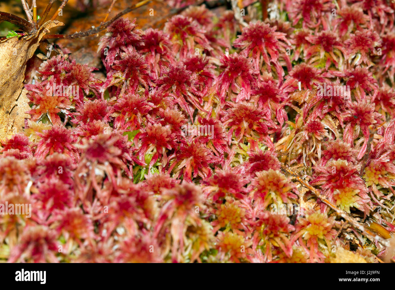 red peat-bog, (Sphagnum sp.), Kuhmo, Kainuu, North Karelia, Finland Stock Photo