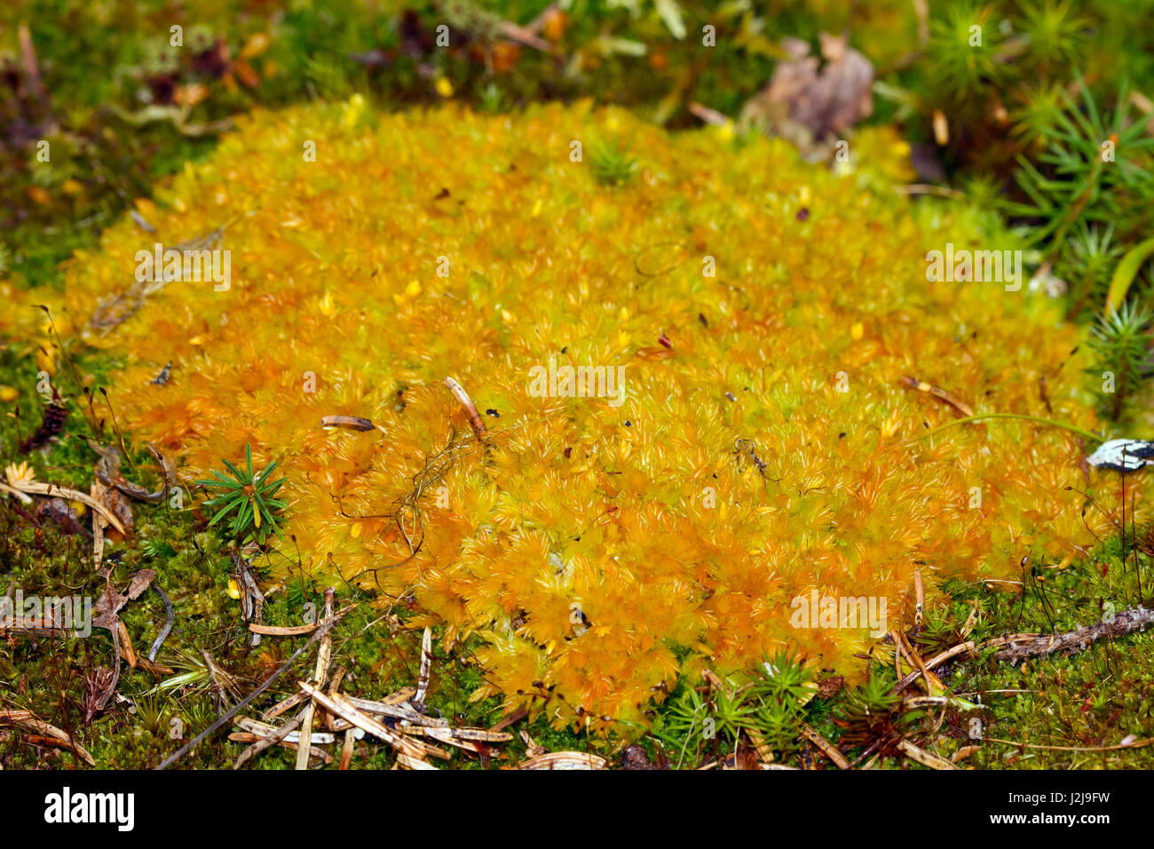 Peat-bog, (Sphagnum sp.), Kuhmo, Kainuu, North Karelia, Finland Stock Photo