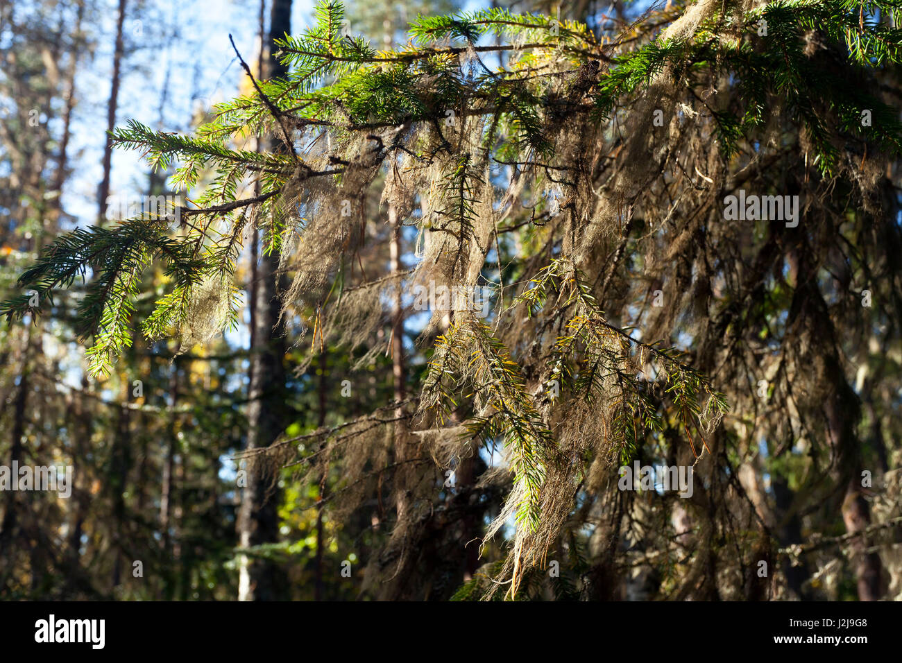 Lichens (lichenes.sp.) in trees in the finnish taiga, Kuhmo, Kainuu, North Karelia, Finland Stock Photo