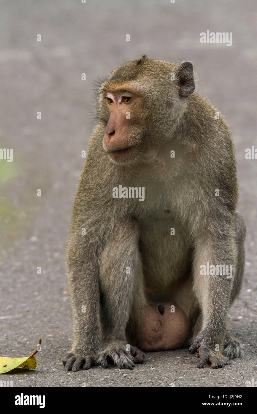 male rhesus monkey or rhesus macaque, (Macaca mulatta), Kaeng Krachan ...