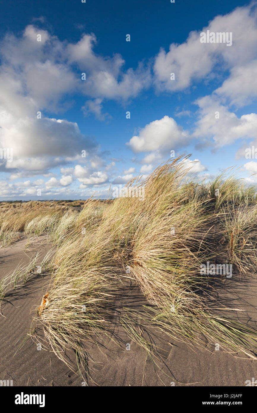 New Zealand, North Island, Wanganui, Castlecliff Beach, dune grass