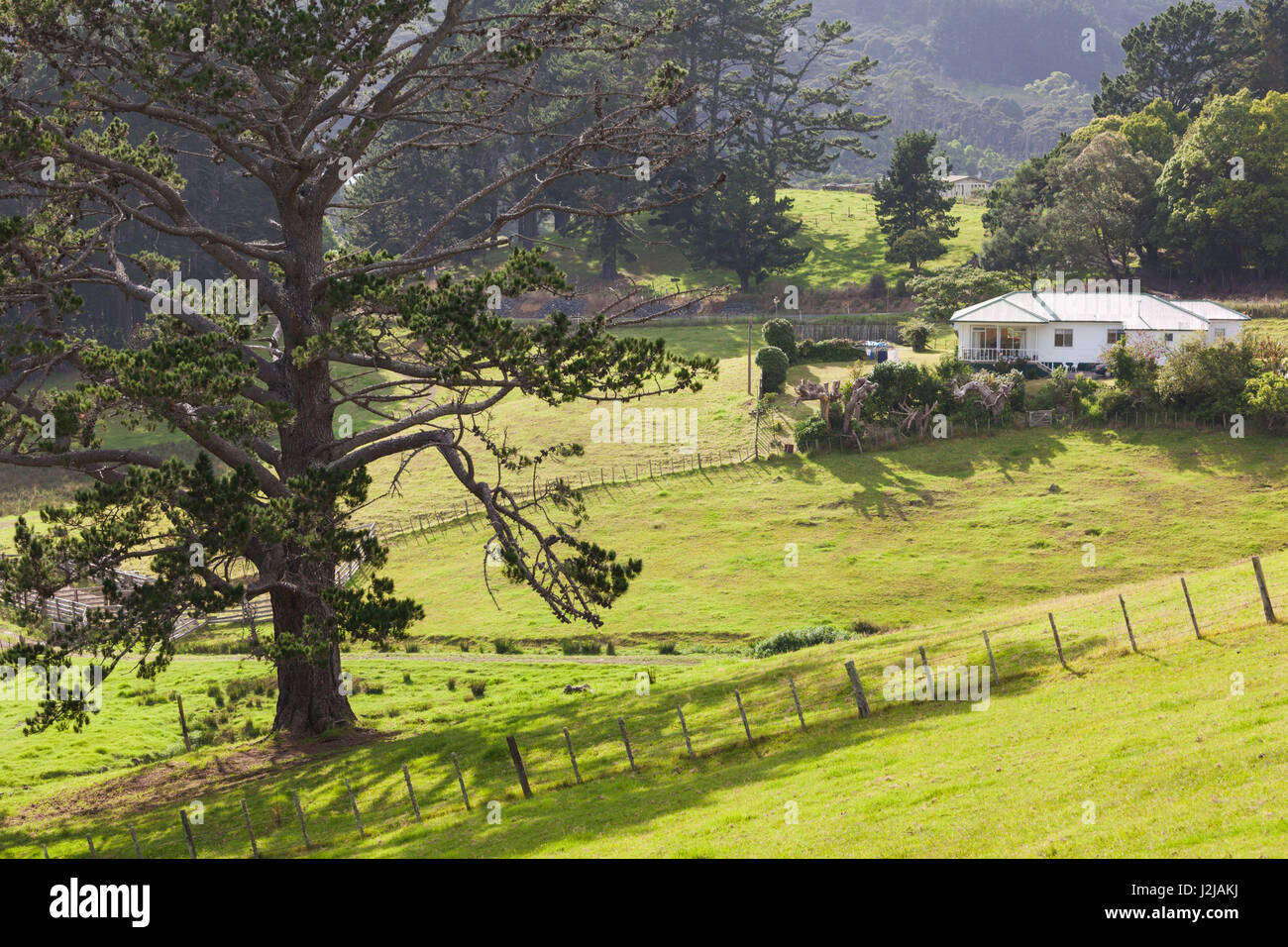 New Zealand, North Island, Coromandel Peninsula, Coromandel Town