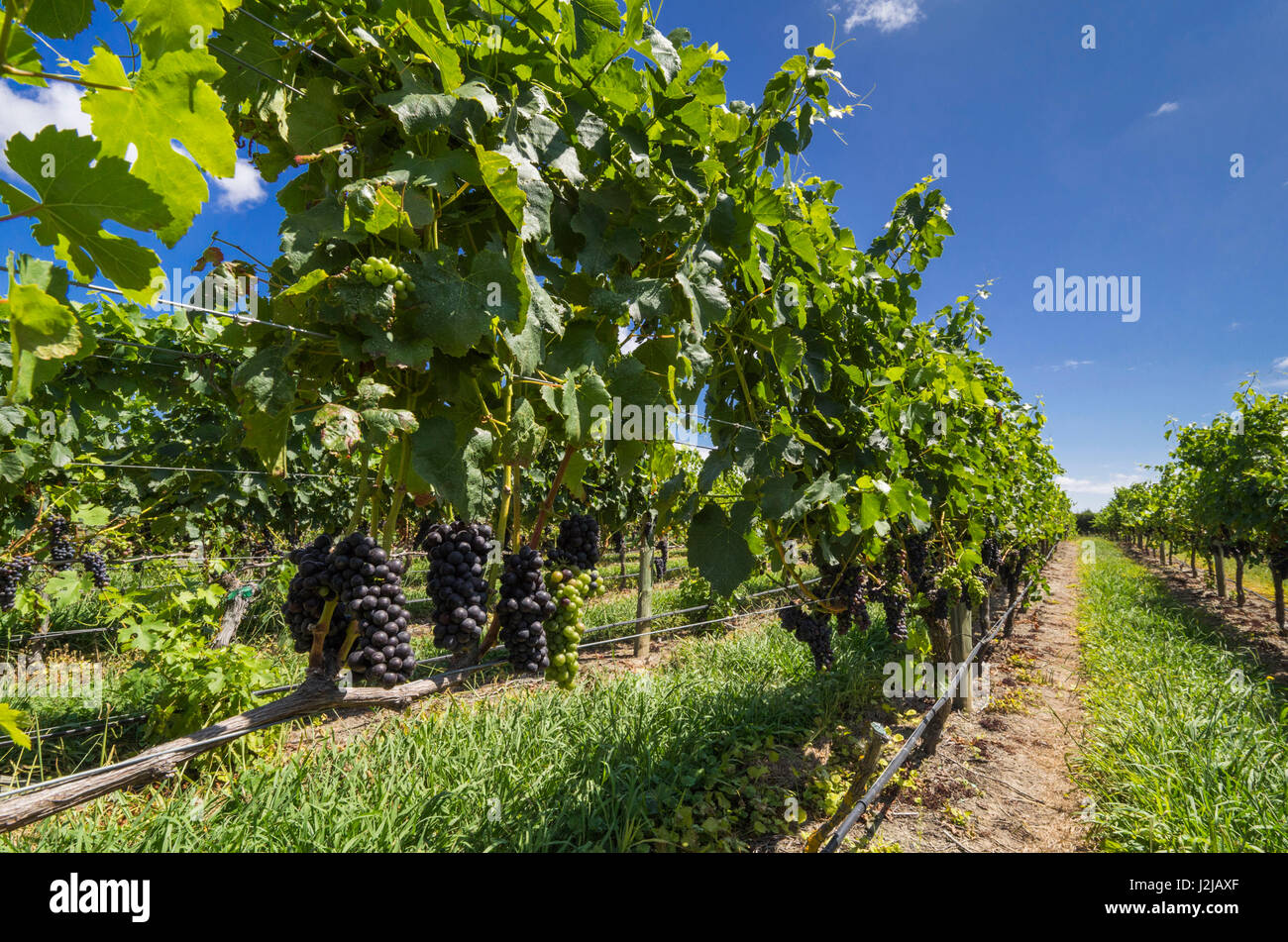 New Zealand, North Island, Hawkes Bay, Havelock North, vineyard Stock Photo