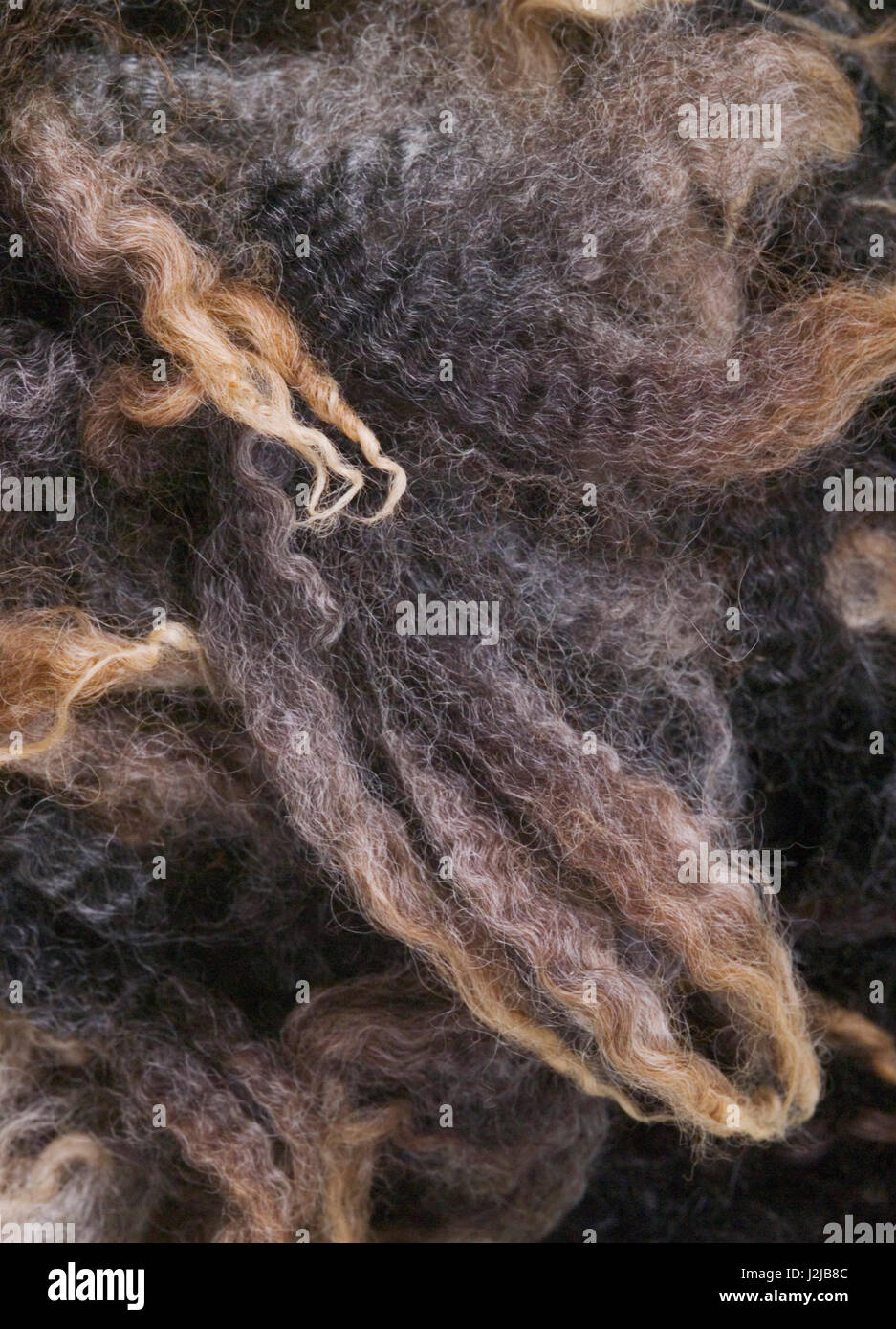 Staples of raw organic wool, awaiting processsing Stock Photo