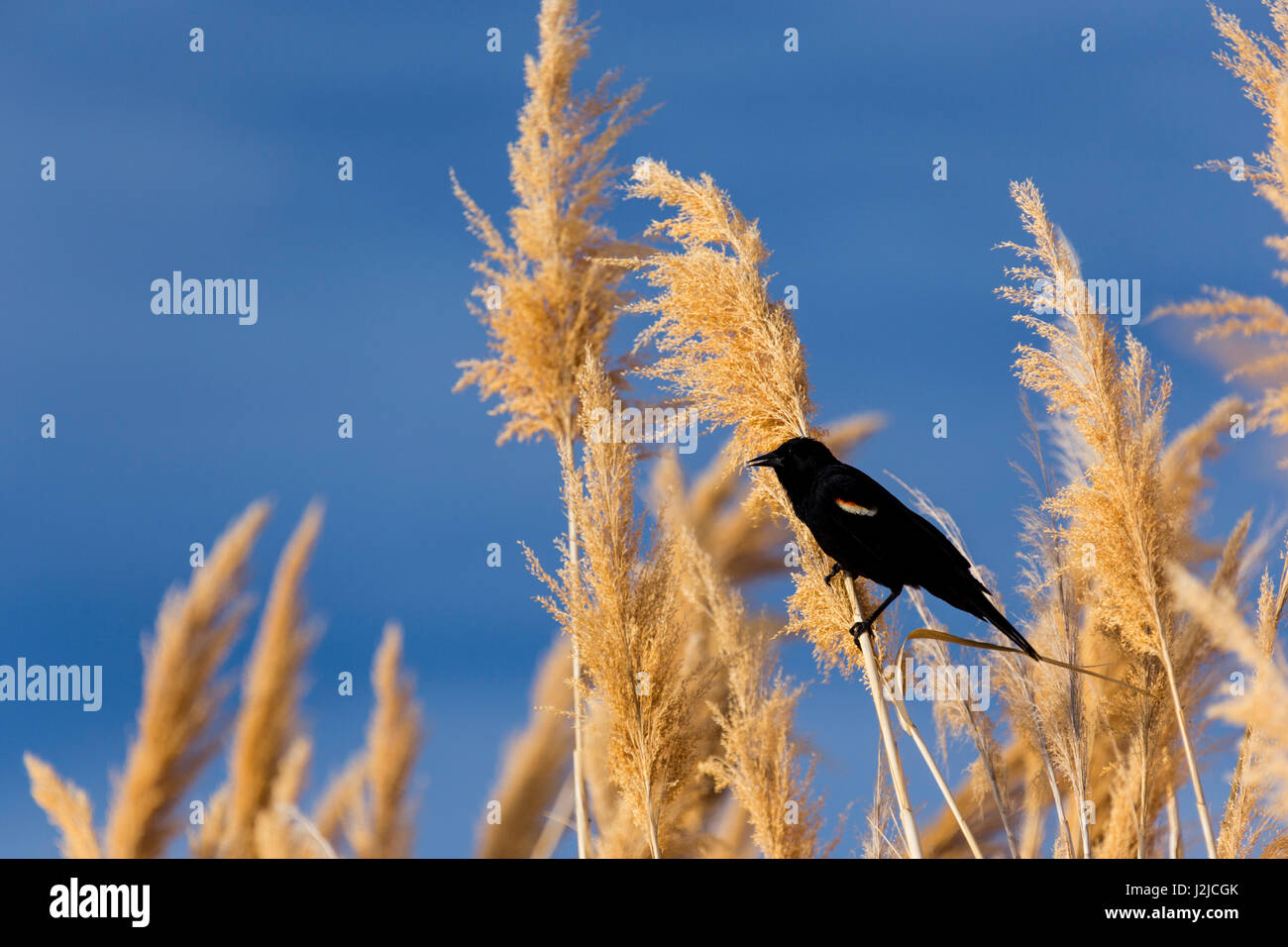 USA, Washington, Walla Walla County. McNary National Wildlife Refuge, Ravenna Grass, also known as Pampas Grass. Stock Photo