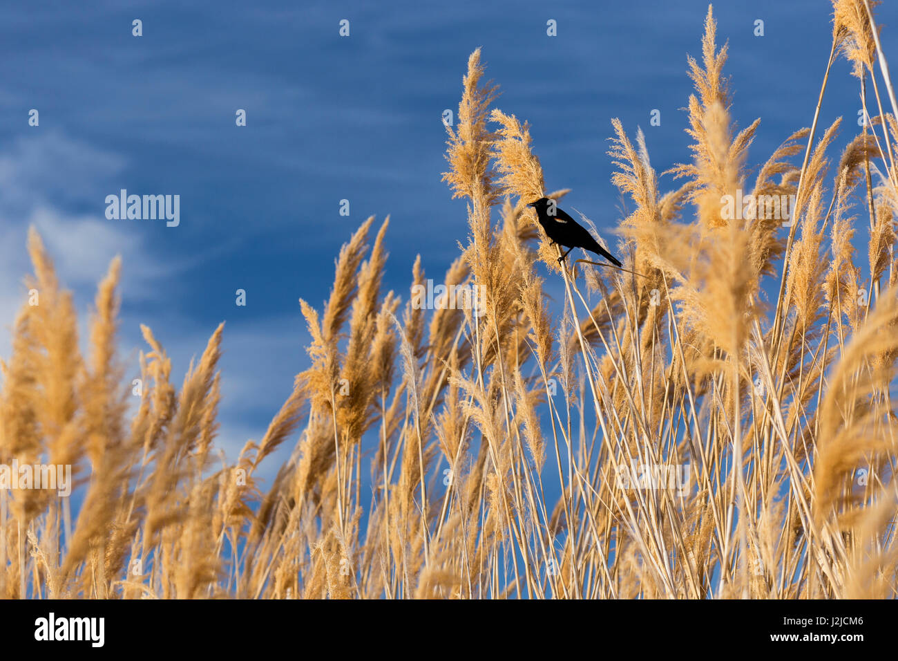 USA, Washington State, Walla Walla County. McNary National Wildlife Refuge, Red-winged blackbird on Ravenna Grass (Pampas Grass). Stock Photo