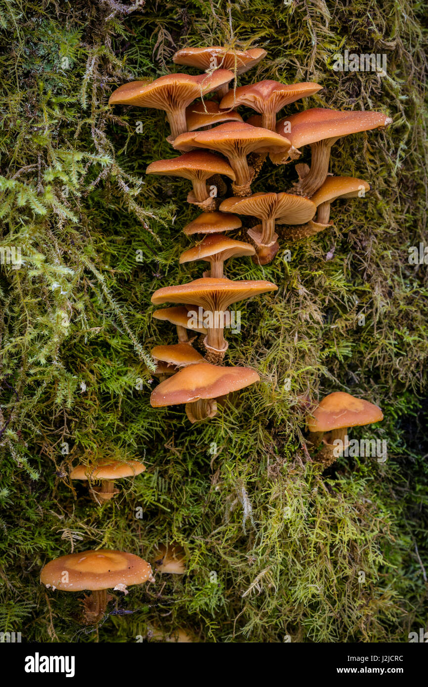 Washington state honey mushroom growing hires stock photography and