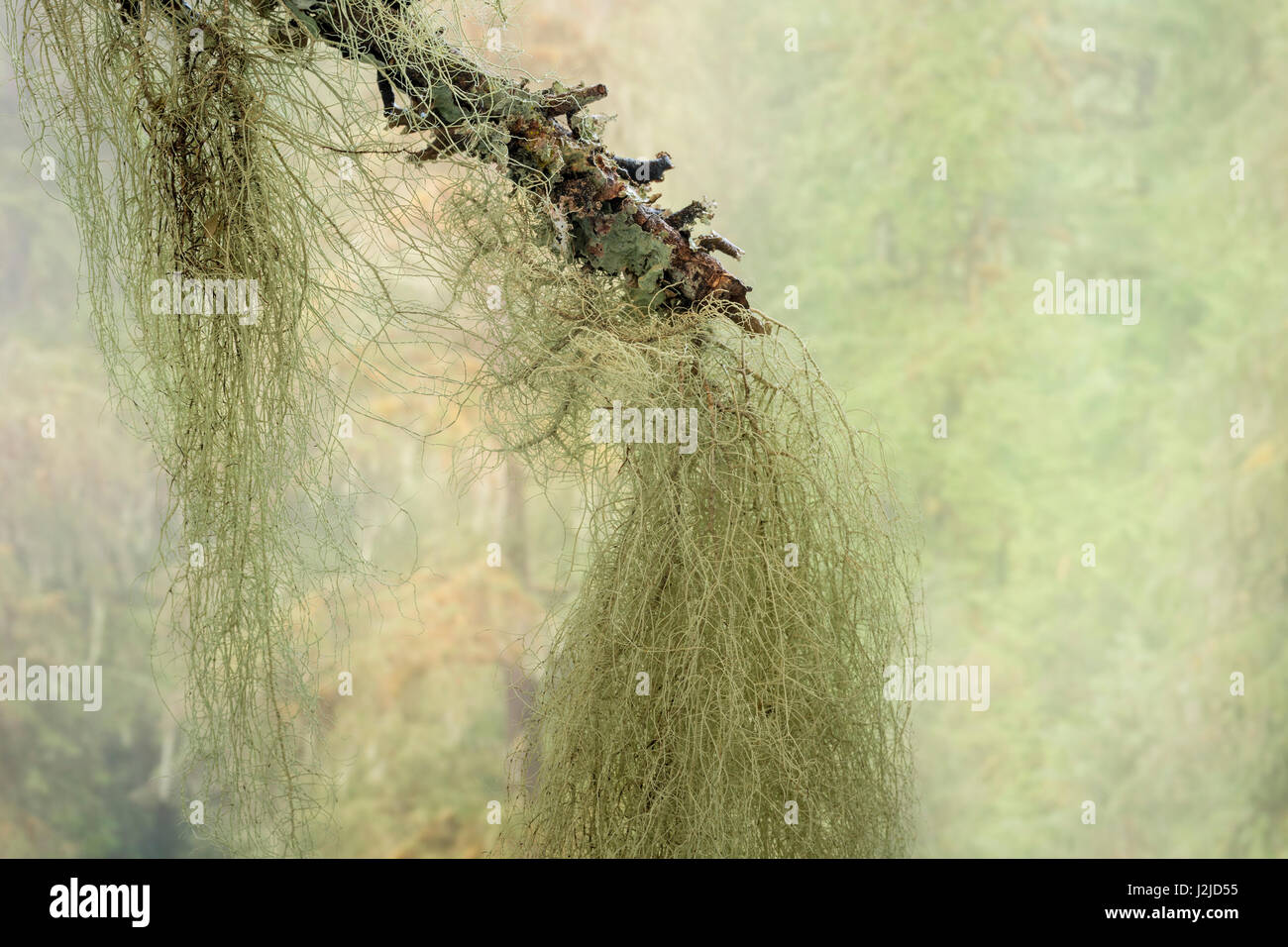 USA, Washington State, Seabeck. Methuselah's beard lichen on tree. Credit as: Don Paulson / Jaynes Gallery / DanitaDelimont.com Stock Photo