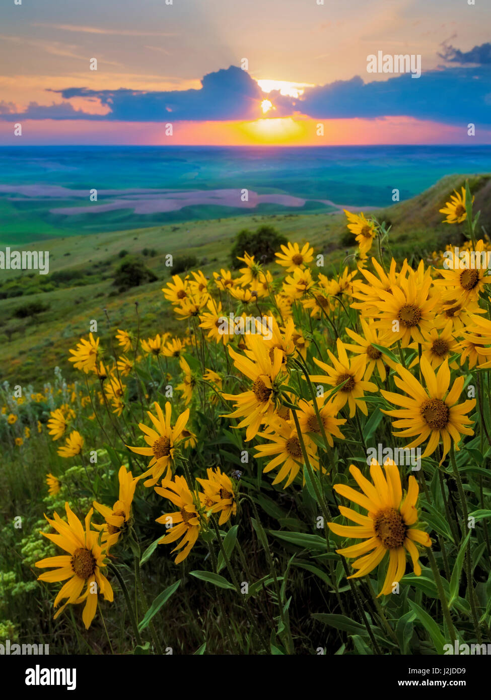 USA, Washington State, Palouse Hills. Landscape with Douglas' sunflowers. Credit as: Don Paulson / Jaynes Gallery / DanitaDelimont.com Stock Photo