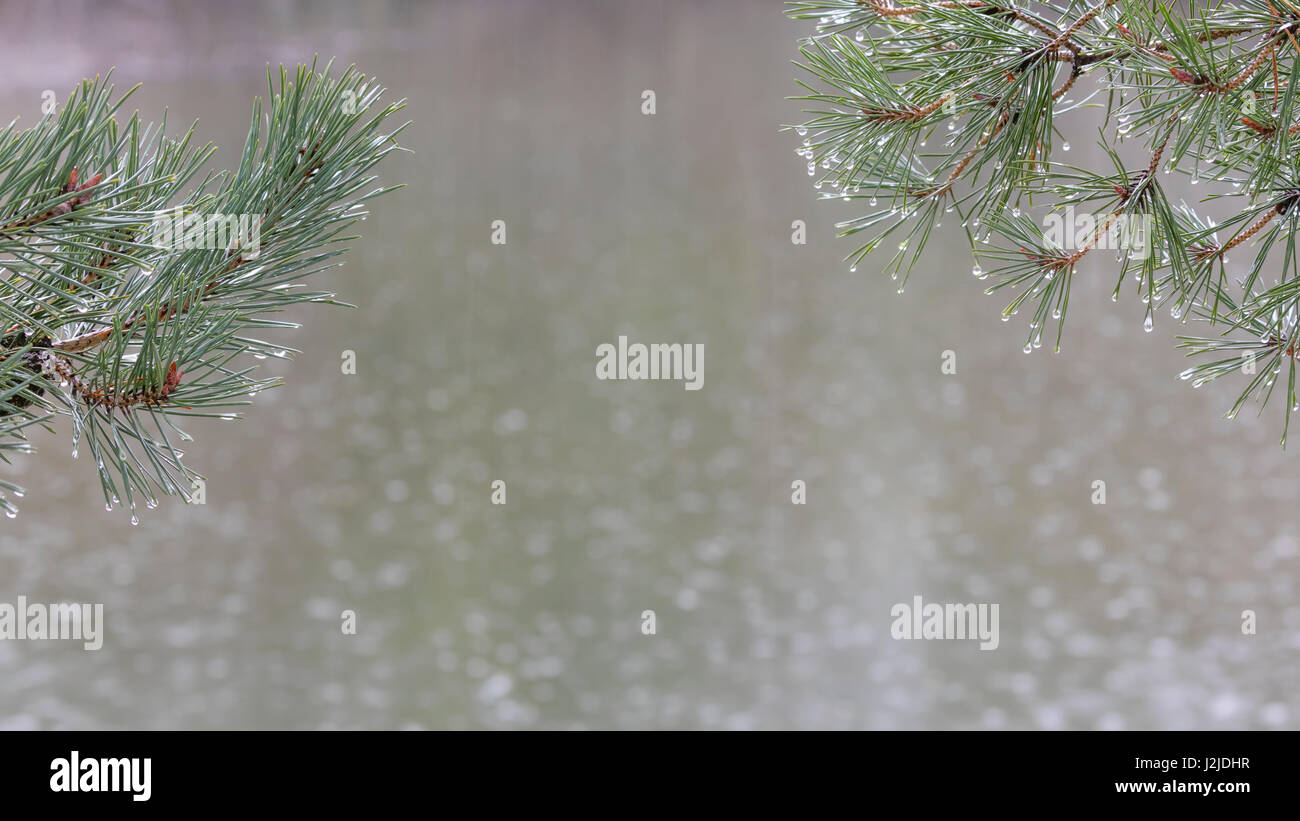 USA, Washington State, Seabeck. Pine tree limbs in rain. Credit as: Don Paulson / Jaynes Gallery / DanitaDelimont.com Stock Photo