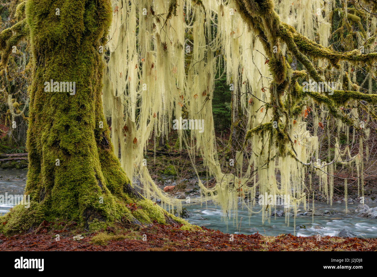 USA, Washington State, Olympic National Park. Bigleaf maple tree draped with lichen. Credit as: Don Paulson / Jaynes Gallery / DanitaDelimont.com (Large format sizes available) Stock Photo