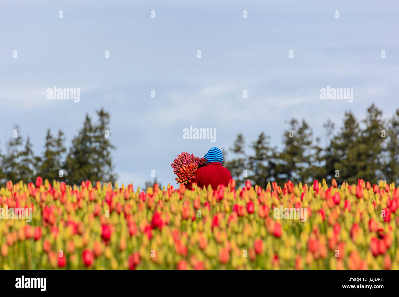 Worker carrying cut flowers in tulip field in the Skagit Valley, Washington State, USA (Large format sizes available) Stock Photo