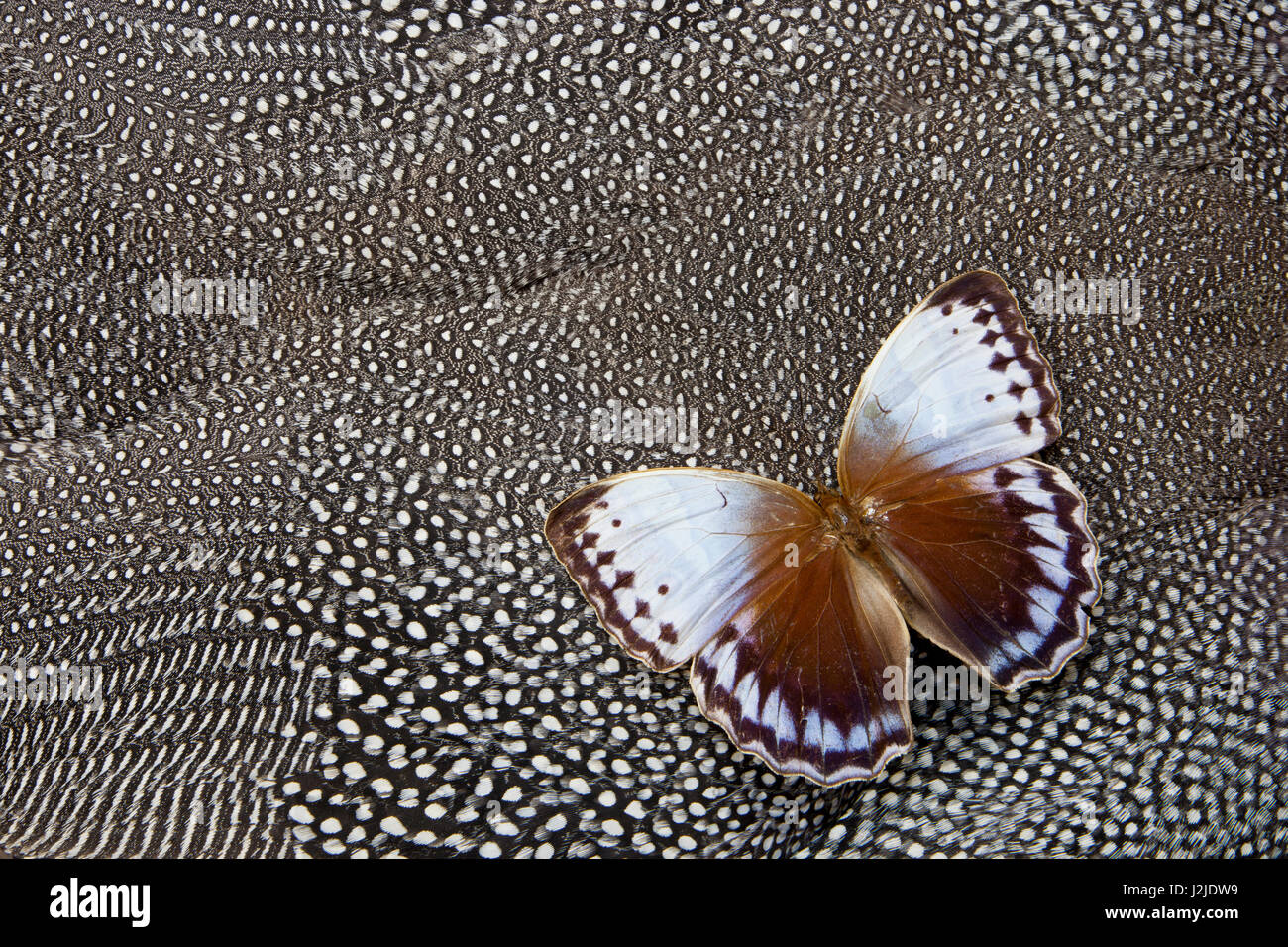 Jungle Queen Butterfly on Helmeted Guineafowl Stock Photo
