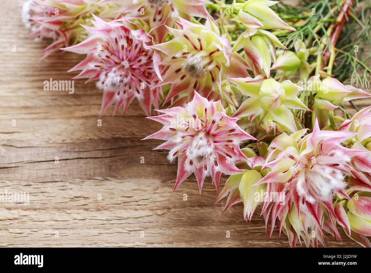 Serruria florida (blushing bride) flower on wooden background. Stock Photo