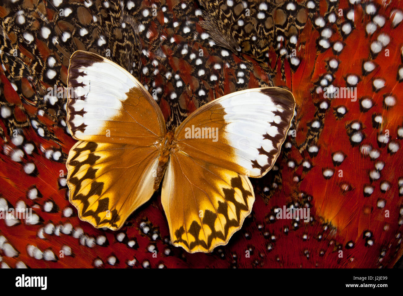 Stichophthalma, Queen Butterfly on Tragopan body feather design Stock Photo