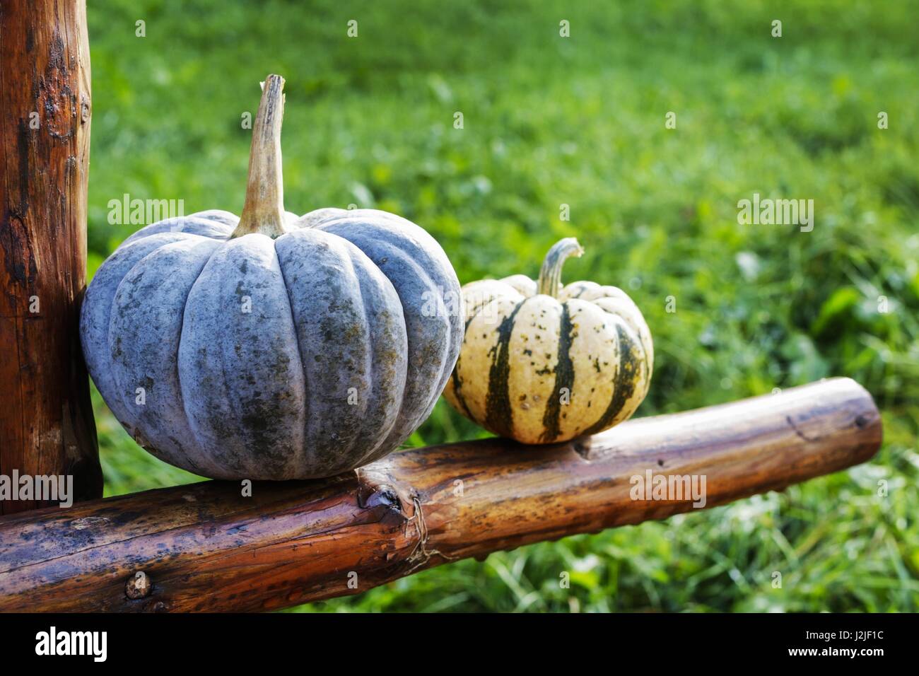 Pumpkins in the garden. Autumn time Stock Photo - Alamy